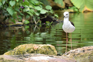 lack Winged Stilt 4
