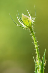 Beautiful thorny plant at smooth background in summer