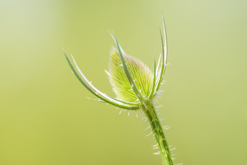 Beautiful thorny plant at smooth background in summer