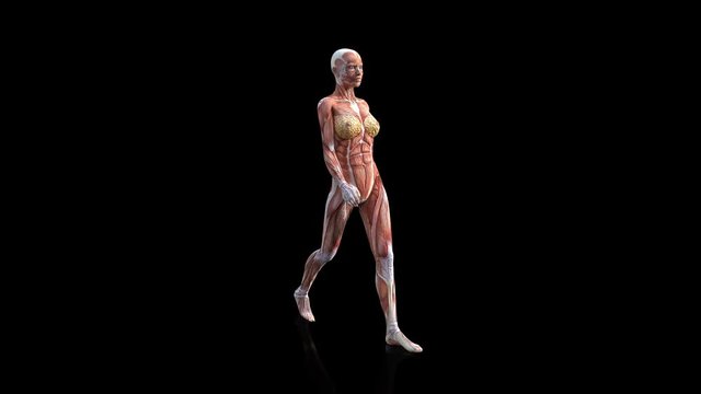 Human body muscle map walk cycle adult for your projects related to health, medicine, therapy, surgery, psychology, life, energy, etc Included rendered loop-able clips 4K QT MOV PNG + Alpha channel