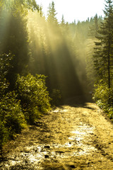 Rays of light at dawn in a coniferous forest