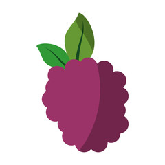 blackberry fresh fruit icon vector illustration graphic design