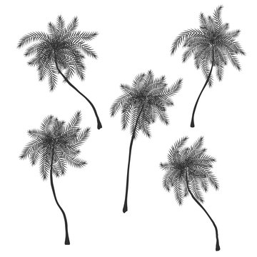 Set of stylized palm trees silhouettes