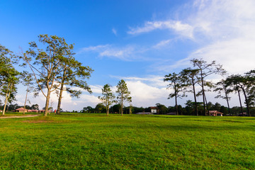Beautiful lawn and trees on blue sky at the park.
