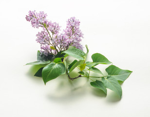 Blooming purple lilac flowers on white background.
