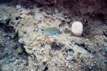 White Bream (Diplodus sargus sargus)