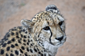 cheetah