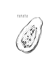 Hand drawn vector abstract exotic tropical fruit papaya sketch illustration isolated on white background.Healthy lifestyle concept