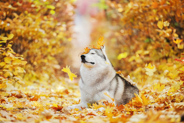Funny siberian Husky