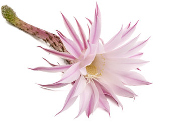 Beautiful soft pink cactus flower, isolated on white background