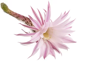 Crédence de cuisine en verre imprimé Cactus Beautiful soft pink cactus flower, isolated on white background