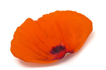Fototapeta premium Petals of poppy flower, isolated on white background