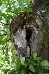 Stary konar drzewa - dziupla