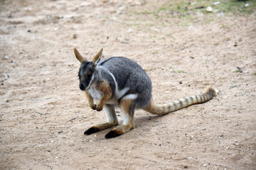 yellow footed rock wallaby