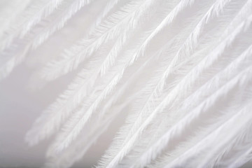 white feather structure closeup background, natural macro backdrop texture