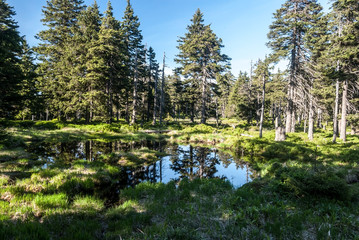 small lake with trees around and clear sky in upland moor