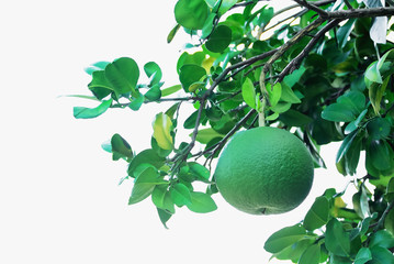 grapefruit