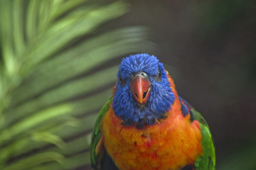 red collared lorikeet