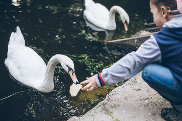 kid feeding swan with bread © phpetrunina14