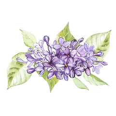 Fototapeta premium Hand drawn watercolor botanical illustration of Lilac. Element for design of invitations, movie posters, fabrics and other objects. Isolated on white.