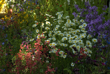 Close-up of a flowerbed of a garden with daisy flowers, bell, euchera, sage, illuminated by some rays of sun, photographed on a spring morning, italy