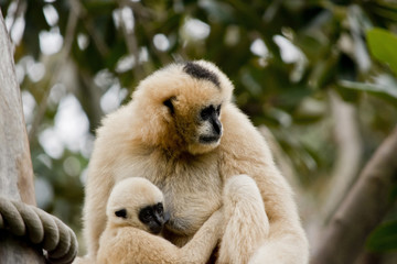 white faced gibbon and infant