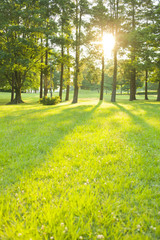 公園　太陽光