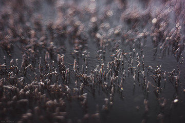 watergrass