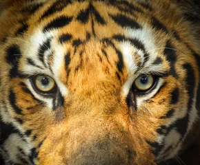 Papier Peint photo Lavable Tigre  close up tiger face portrait with eyes angry looking 