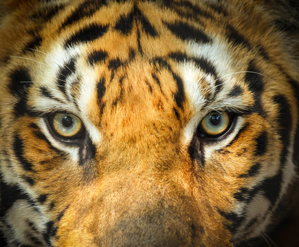  close up tiger face portrait with eyes angry looking 