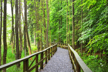 Fototapeta premium A path through green beech forest with mist, Herford, Germany