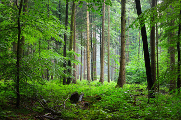 Majestic green beech forest in mist with fern on the ground, Herford, Germany