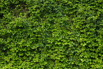 green wall - 161856194