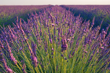 Champ de lavande, Provence, France.