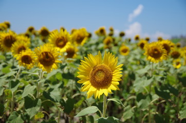 Fototapeta premium ひまわり