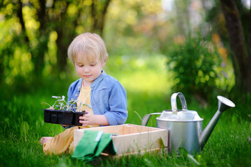Cute little boy holding seedling in plastic pots on the domestic garden at summer day