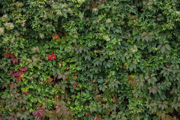 green wall, plants background in autumn - 161857567