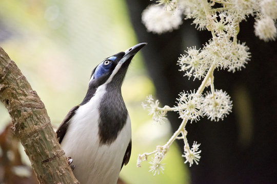 Blue Faced Honeyeater