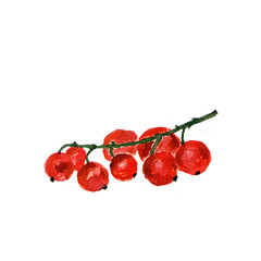 Botanical watercolor illustration sketch of red currant branch on white background