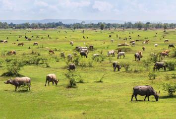 Many buffaloes and cows grazing on the grassy field
