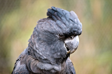 red tailed black cockatoo