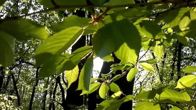 Sun in the branch. Footage for design.
