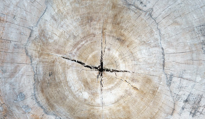 close up of cut section of wood stump abstract texture background
