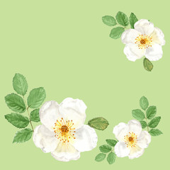 Decoration with botanical watercolor illustration sketch of white dogrose on green background