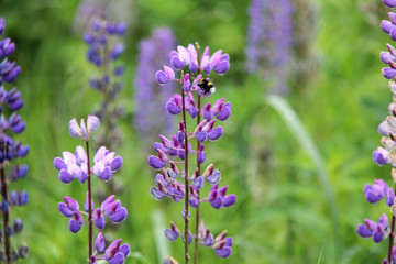 Lupin and bee drink nectar