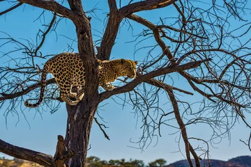 Foto op Canvas   Well fed leopard in Namibia © Kushnirov Avraham