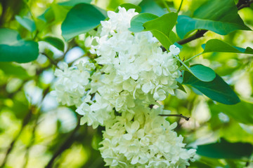 Blooming lilac in the garden. Selective focus.