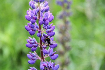 Lupin and bee drink nectar