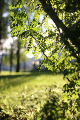 park leaf sun