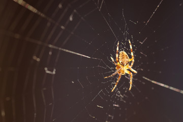 macro spider on the web